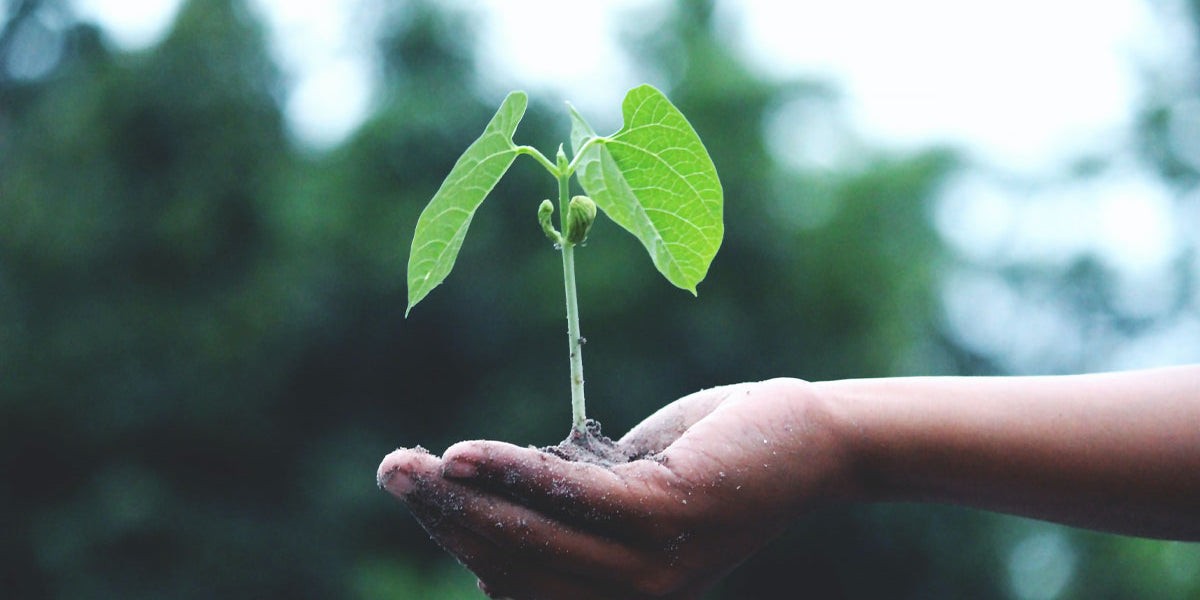 Les droits de la nature - WE ARE CLEAN - CLEAN PLANET