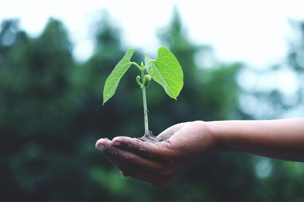 Les droits de la nature - WE ARE CLEAN - CLEAN PLANET