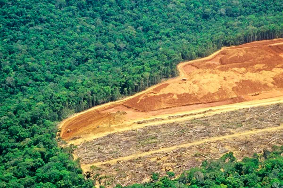 Mode et déforestation - WE ARE CLEAN - CLEAN FASHION Image