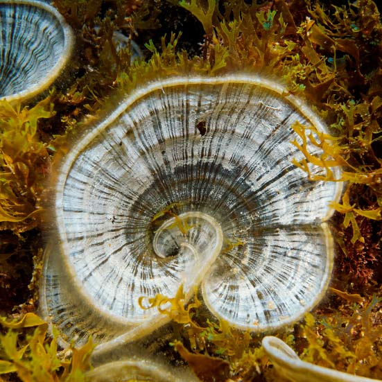 ALGUE BRUNE