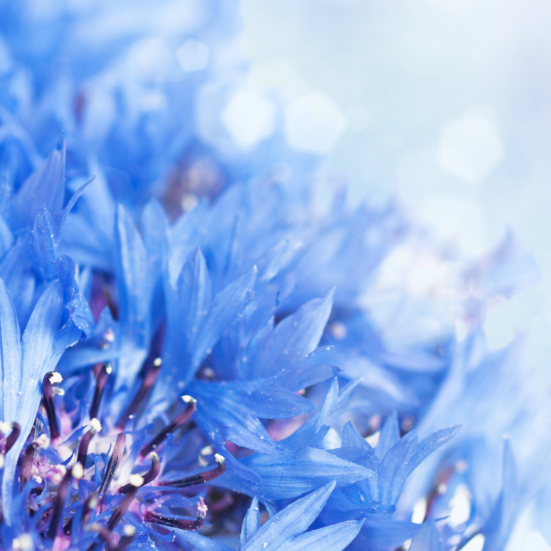 EAU FLORALE DE BLEUET BIO