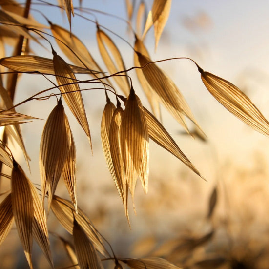 COLLOIDAL OATS