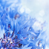 Ingrédient Eau Florale Bleuet Bio - Blue Skincare