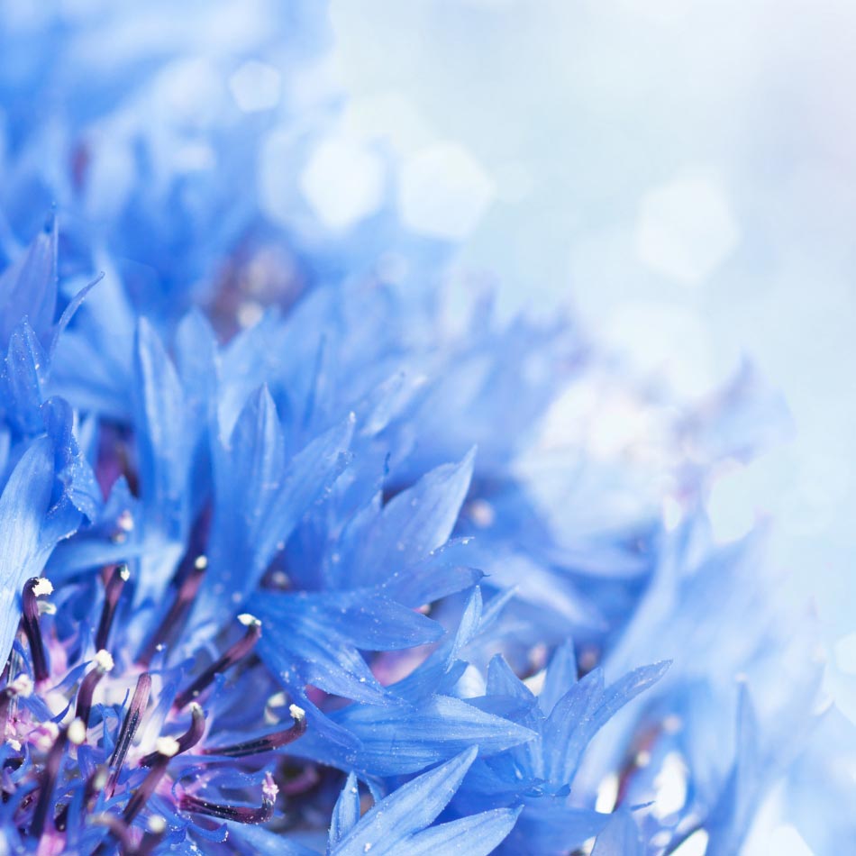Eau Florale de Bleuet Bio