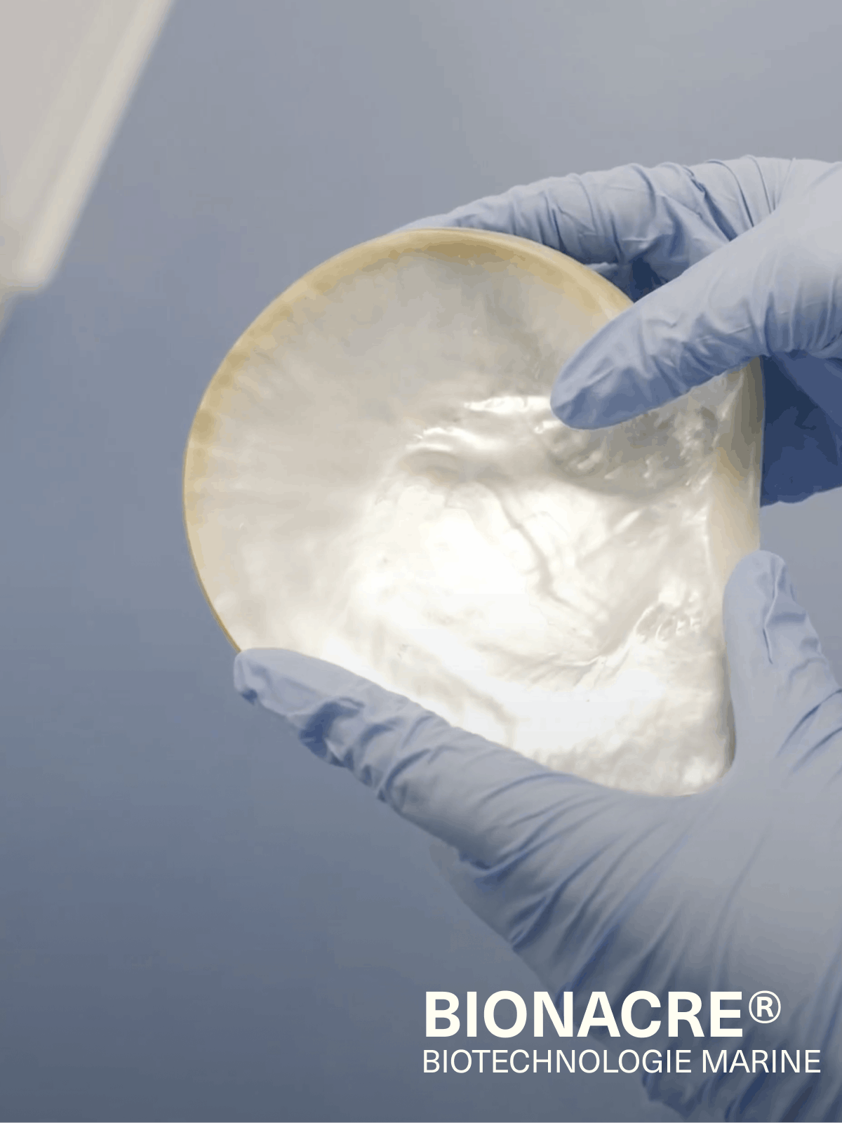 Coquille de nacre étudiée en laboratoire pour développer des actifs marins destinés à la réparation et au confort de la peau. 画像
